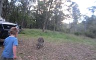 15-Inquisitive kangaroo
